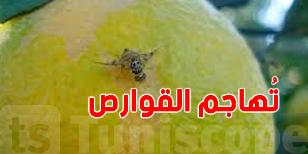 شنوّا حكاية ذبابة فاكهة المتوسّط؟