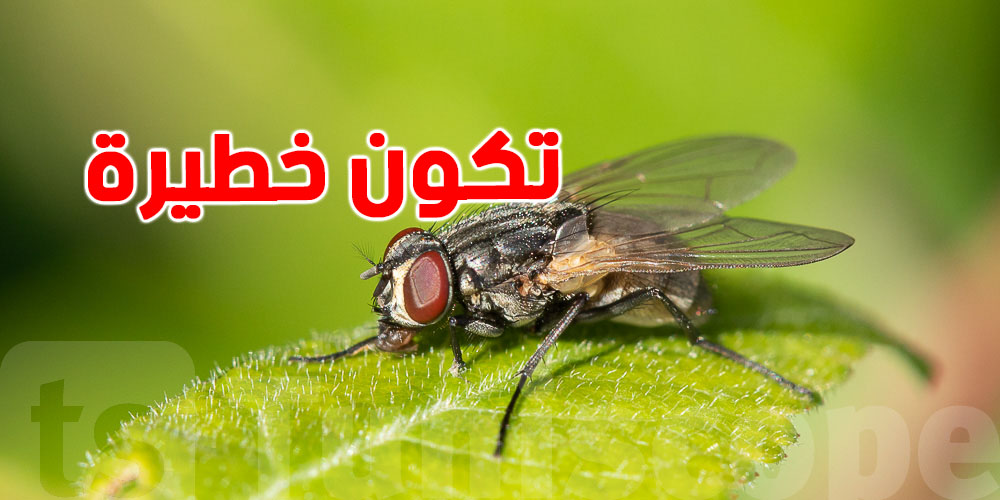 ما تستهينش ''بالذبانة''... أنواع تلدغ وتنقل جراثيم خطيرة