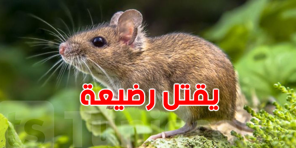مأساة في مصر: رضيعة صغيرة تقتلها فأرة في الدار!