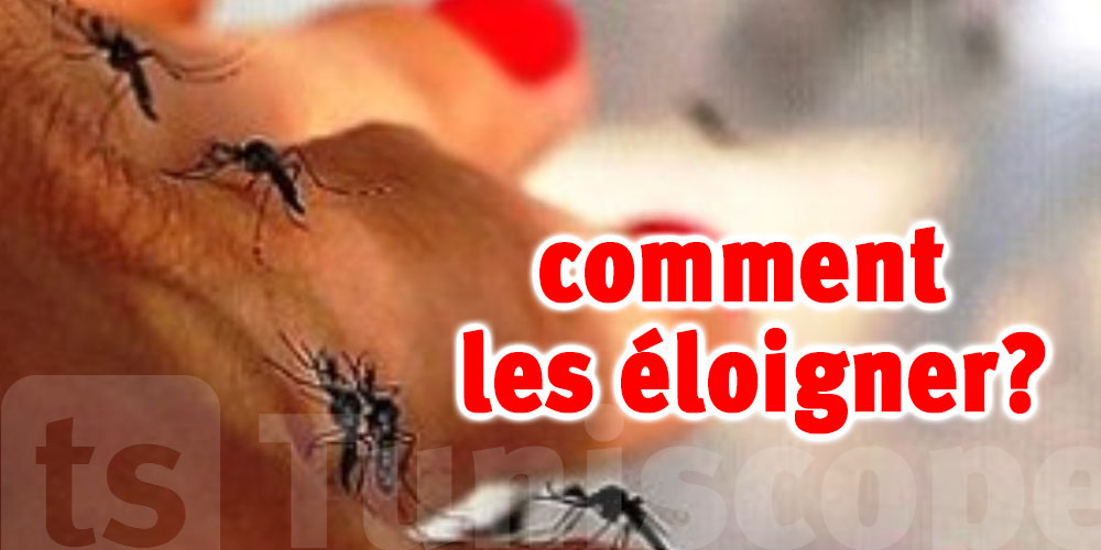  Été sans moustiques : 3 solutions efficaces pour les jardins tunisiens