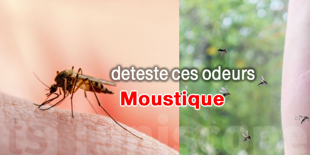 Le moustique déteste ces odeurs !