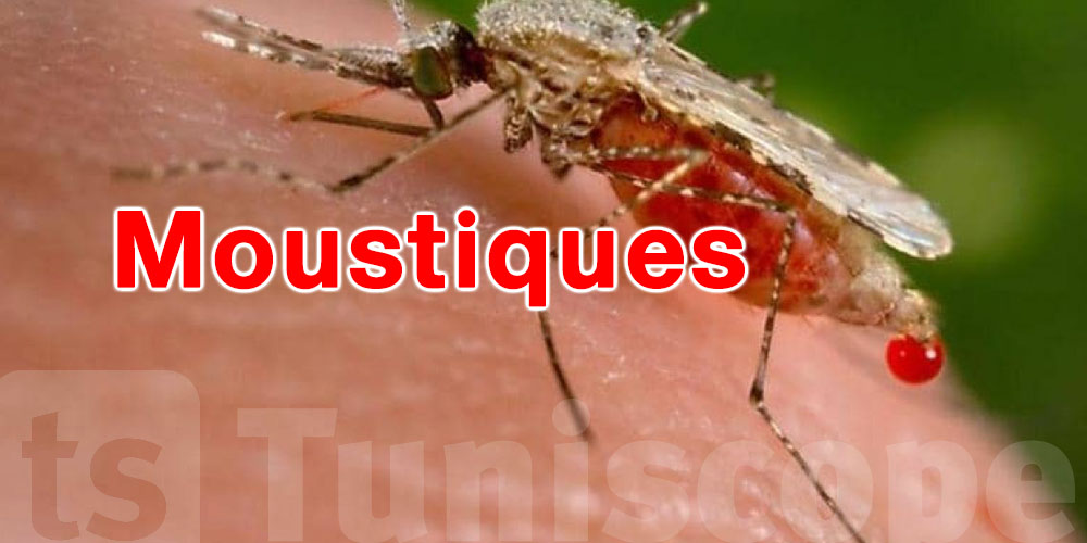 Pourquoi les moustiques vous piquent plus ? Les facteurs scientifiques