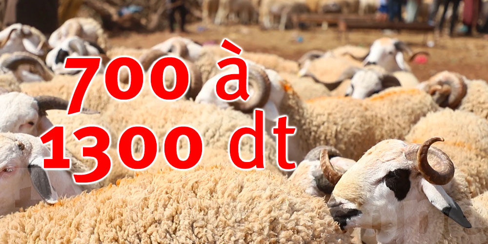 Aïd Al Adha : Entre 700 et 1300 dt pour les moutons