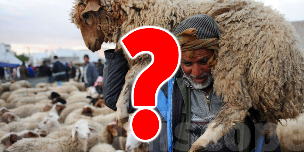 كيفاش تختار علوش العيد ؟ نصائح مهمّة باش ما تغلطش 