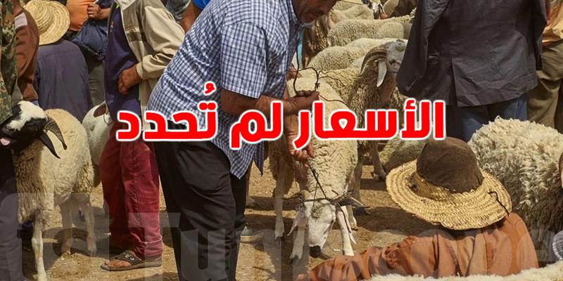  عيد الاضحى 2025: الأضاحي متوفرة  للتونسيين والأسعار تُحدد قريبًا