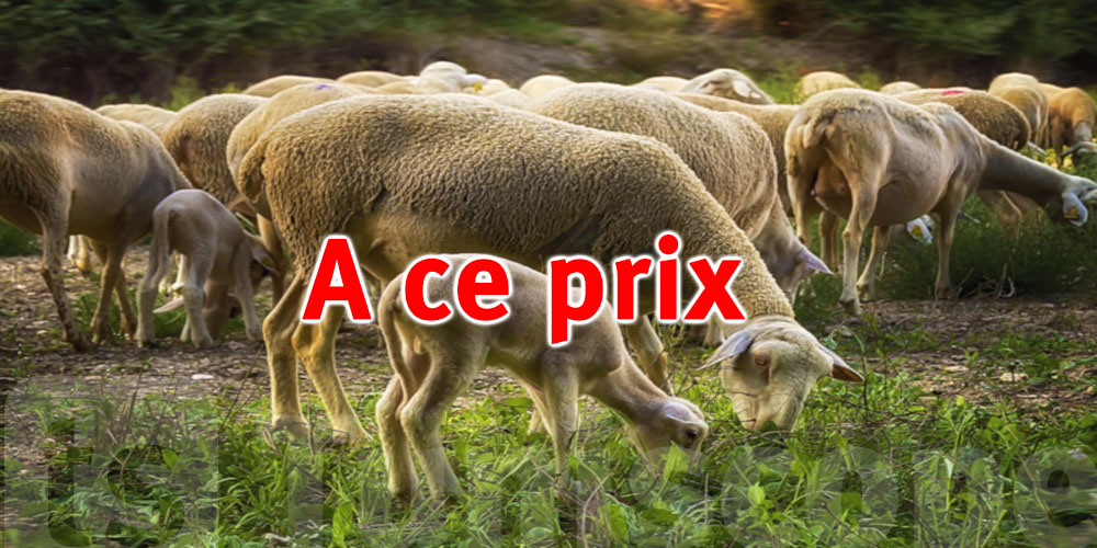 UTAP : Le prix du mouton entre 800 et 1300 dinars