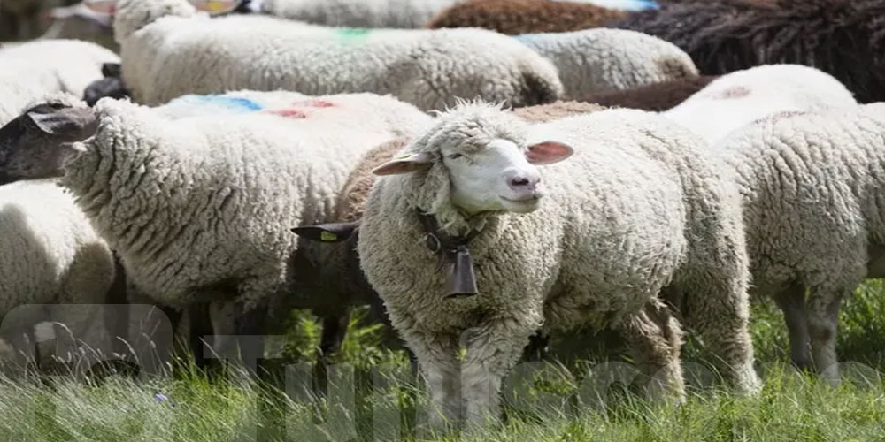 Vers l’importation de moutons pour l’Aïd al-Adha
