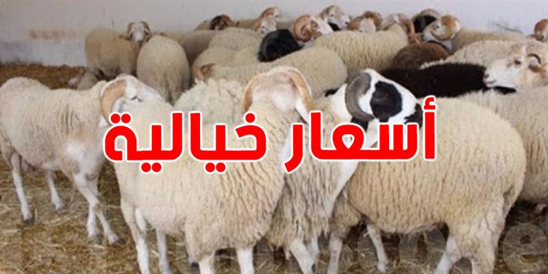 غرفة القصّابين: أسعار الأضاحي لهذه السنة ''خيالية''