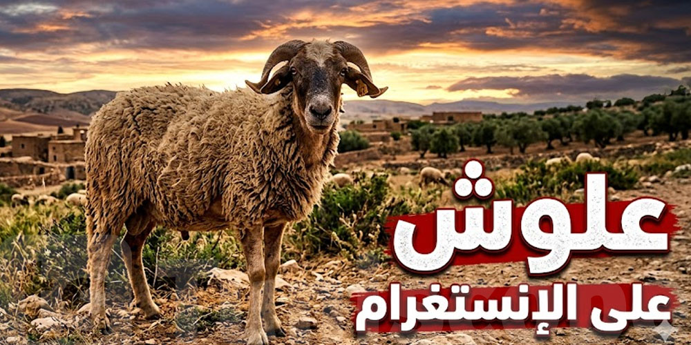 علوش العيد يتباع على الانستغرام...شنوا الحكاية ؟