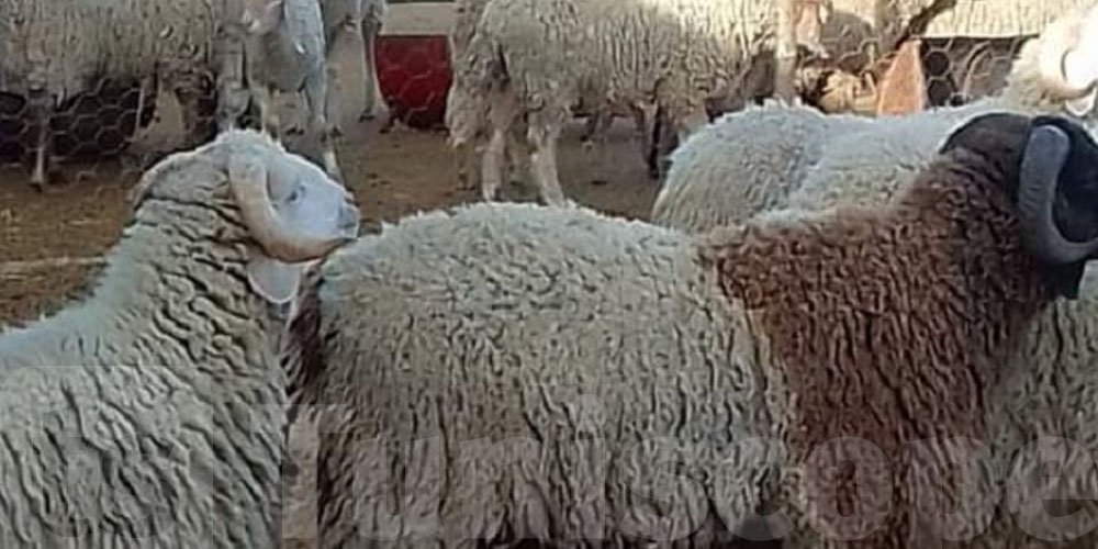  كارثة في المتلوي...نفوق أكثر من 150 رأس غنم وماعز والسبب مازال مجهول!