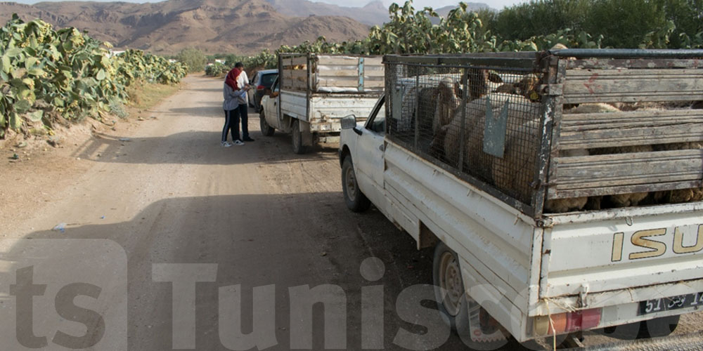 Marché noir de l’Aïd : 305 moutons saisis, un trafic à plus de 434 mille dinars !