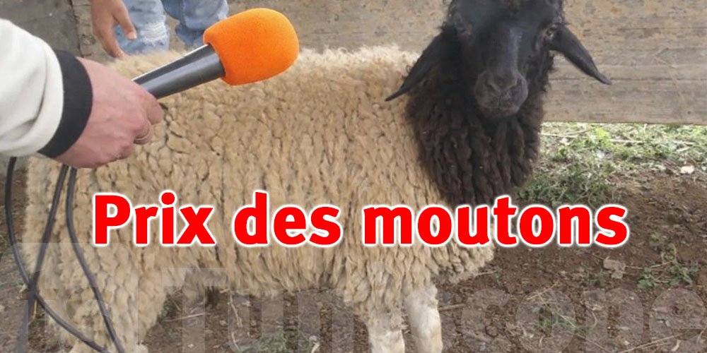 Moutons de sacrifice : flambée des prix jusqu’à 1 500 dinars, l’OTIC tire la sonnette d’alarme