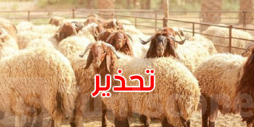 وزارة الفلاحة تدعو مربي الماشية إلى الحذر والتوقي من مرض بومريرة 