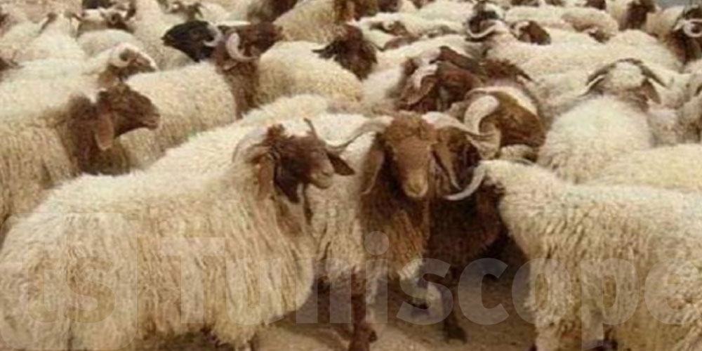 منظمة الدفاع عن المستهلك: تراجع نسبي في أسعار الأضاحي بعد حملات المقاطعة 