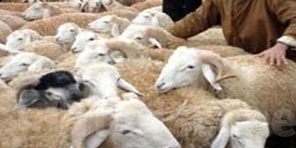 وزارة الداخلية توفّر الحماية لمربي الماشية