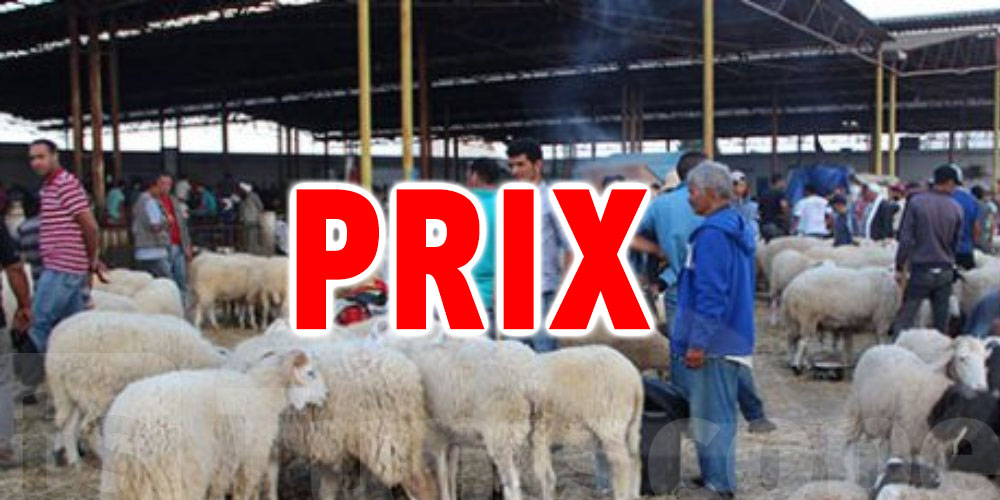 Société Ellouhoum : Prix des moutons du sacrifice en Tunisie 