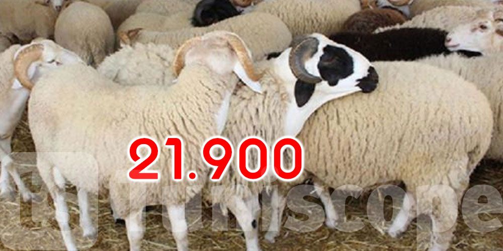 بداية من اليوم: انطلاق بيع الأضاحي بـ 21.900 د للكلغ الحي بالنقاط المنظمة