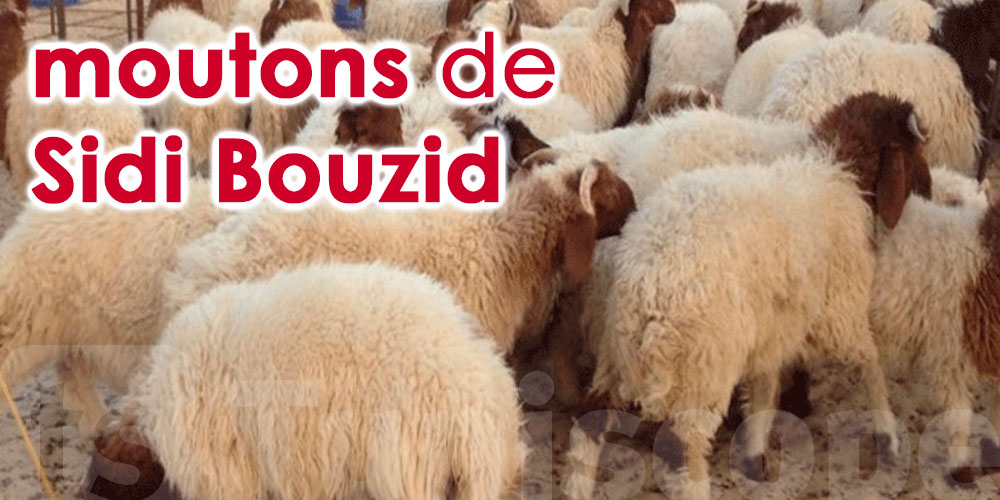 Nouveau projet d’exportation du «Mouton de Sidi Bouzid»