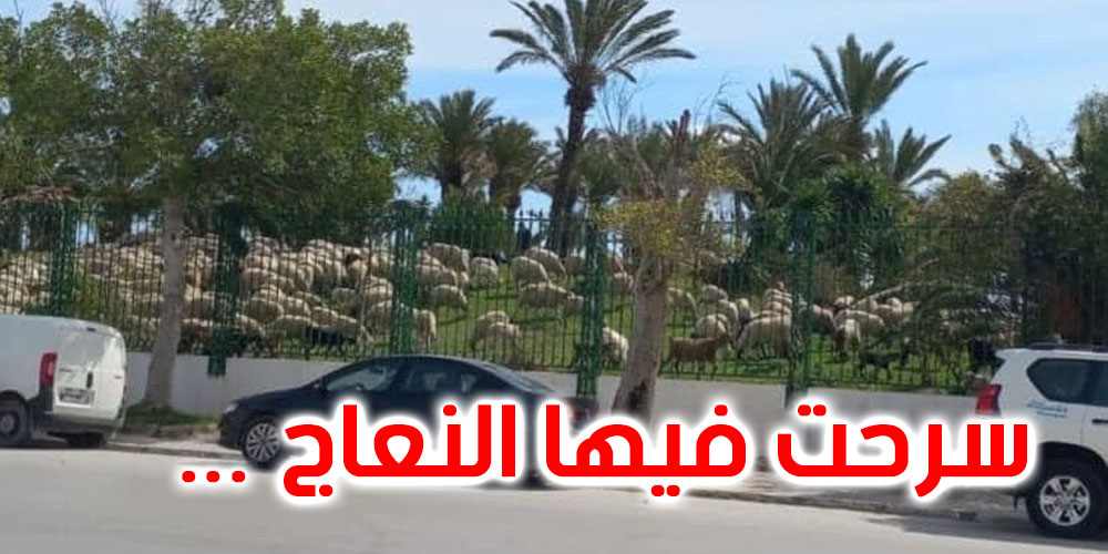 صورة اليوم : الحديقة اليابانية بتونس... سرحت فيها النعاج