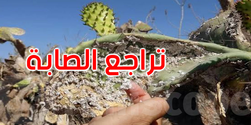 بسبب انتشار الحشرة القرمزية: تراجع صابة الهندي الأملس بنسبة 40 بالمائة 
