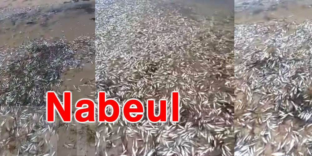 Poissons morts à Slimane : l’alerte rouge pour la Méditerranée !