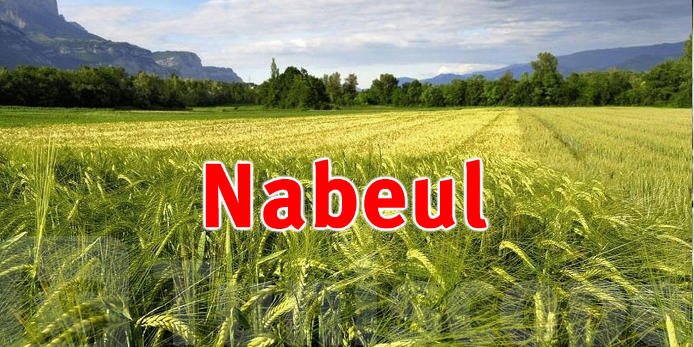 Nabeul : Une croissance exceptionnelle dans la production céréalière