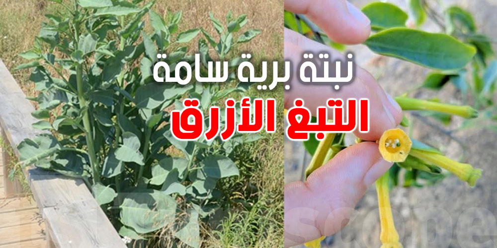 ''التبغ الأزرق'' يربك المختصين: سمّ ما يموتش بالطبخ