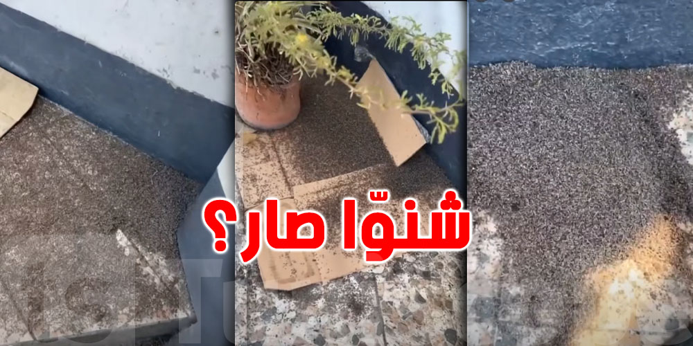 حشرة غريبة تغزو بنزرت..الصحة توضح الحقيقة الصادمة