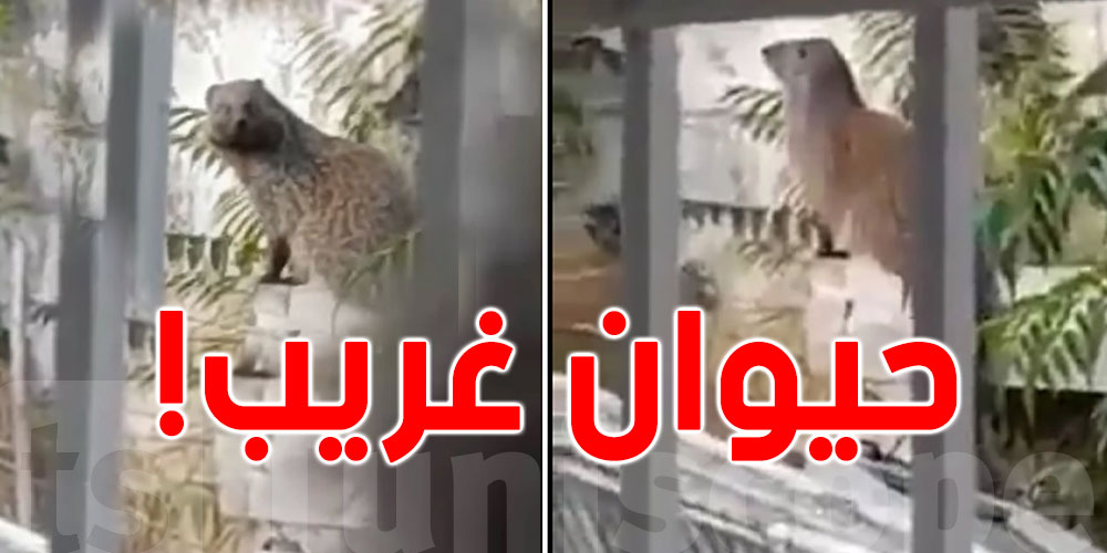 حيوان غريب في تونس: جمعيّة متخصّصة توضّح بخصوص ''النّمس''