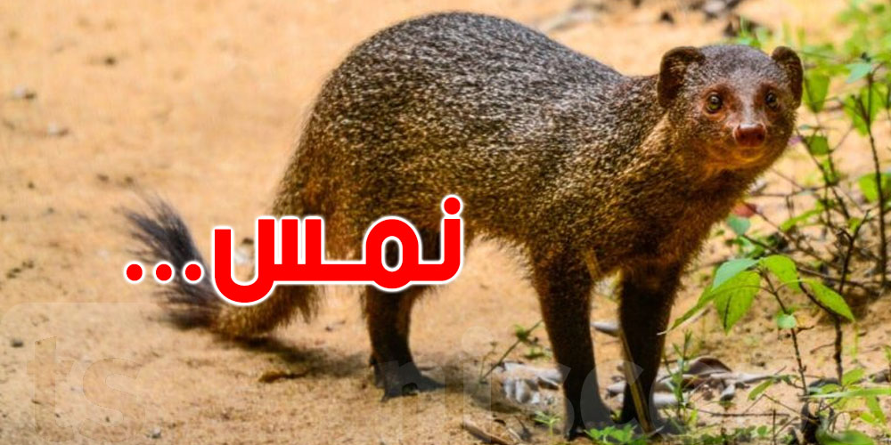 نمس في باردو: علاش وكيفاش وصل لمنطقة عمرانية؟