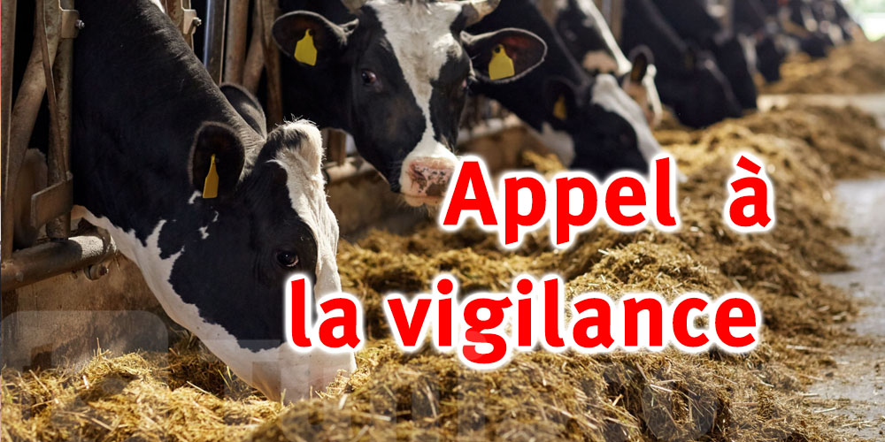 Propagation d’un mal contagieux chez les bovins : Le ministère de l'Agriculture rassure