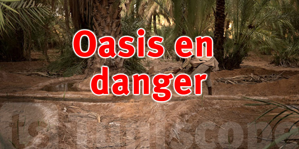 Les oasis de Kébili menacées par la disparition