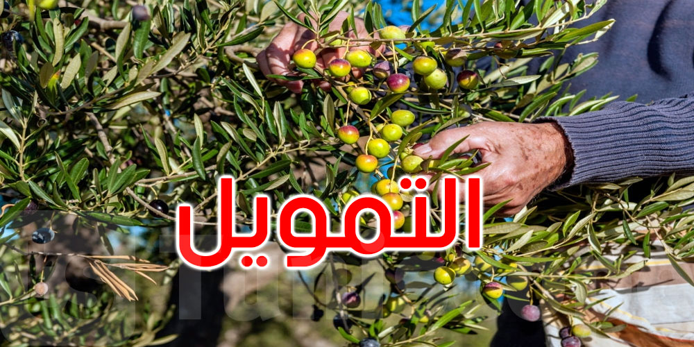 البنوك تُساند قطاع الزيتون بتمويلات مخصصة لكل حلقات الإنتاج والتصدير