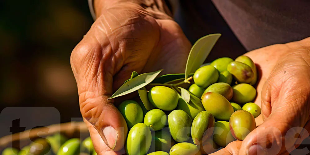 Siliana: Le taux d’avancement de la cueillette des olives est de 99%