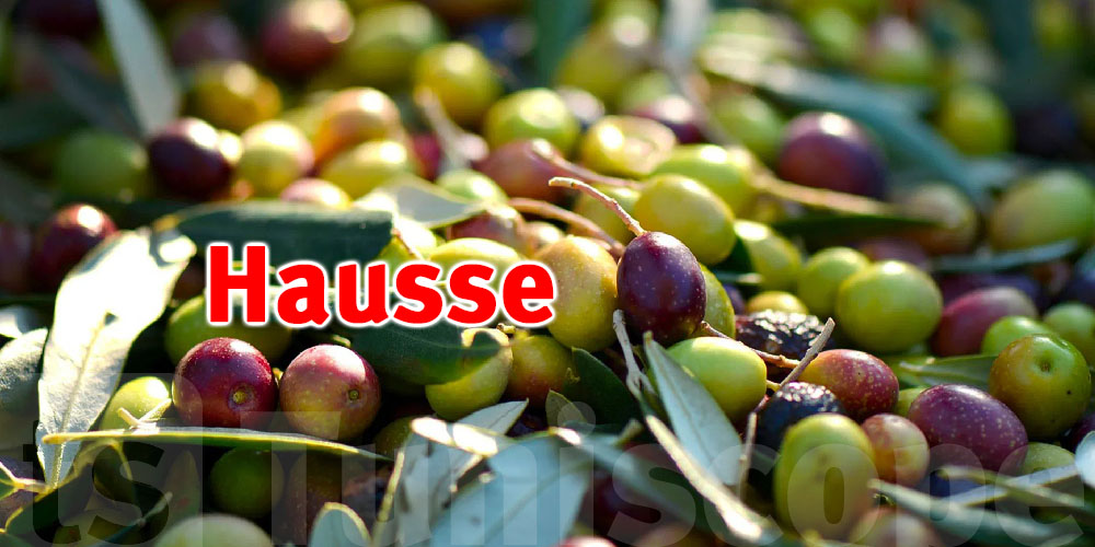 Manouba : Hausse de 5% de la récolte des olives