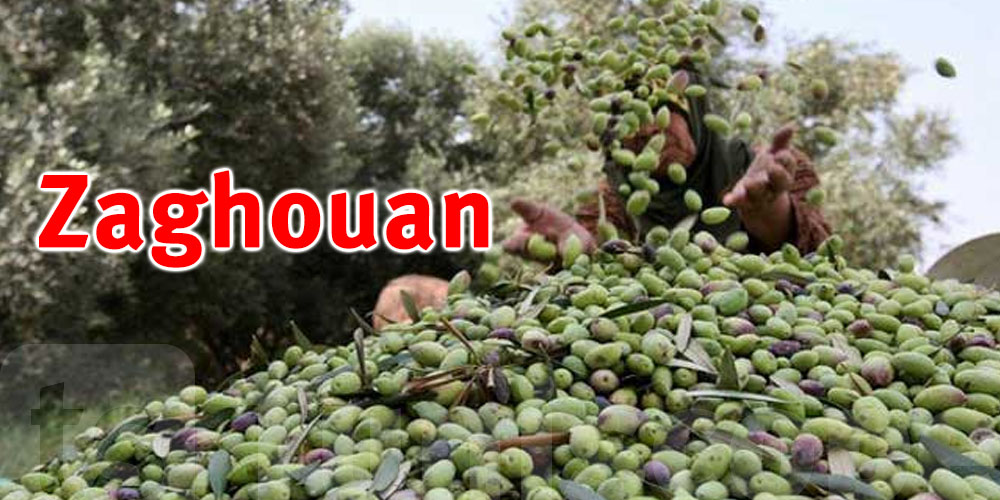 Récolte exceptionnelle : Près de 60 000 tonnes d'olives attendues cette année 