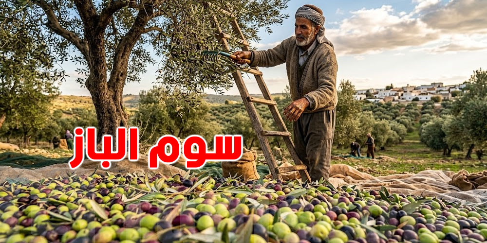 عاجل: بقدّاش الباز في تونس؟ أسعار جديدة مع انطلاق موسم الزيتون