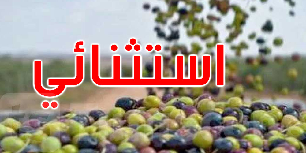 وزير الفلاحة: موسم صابة زيت الزيتون هذه السنة استثنائي