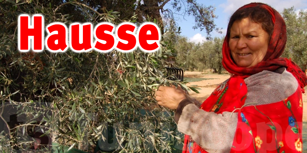 Tunisie :  augmentation de la récolte des olives à...