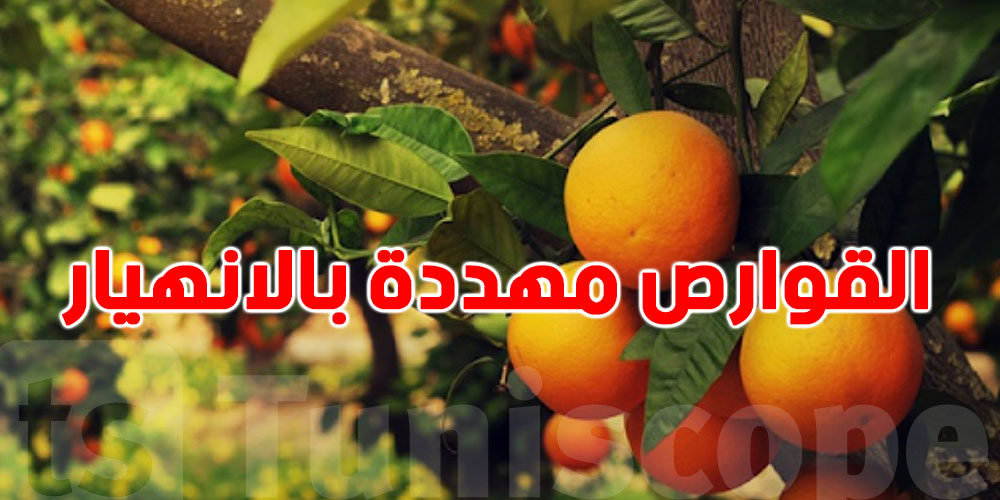 عاجل: نداء لإنقاذ صابة القوارص في نابل وهذه هي الأسباب