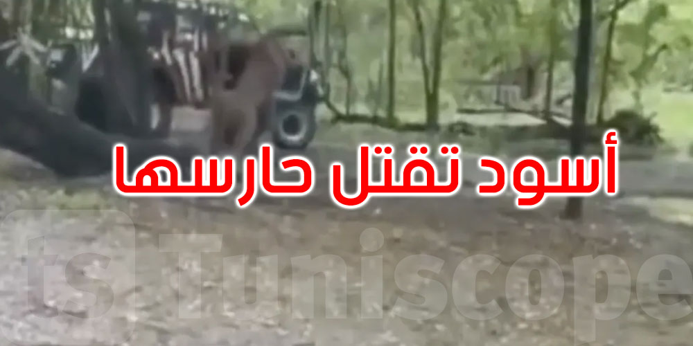 سبعة أسود تهاجم موظفًا بحديقة حيوانات في تايلاند وتودي بحياته