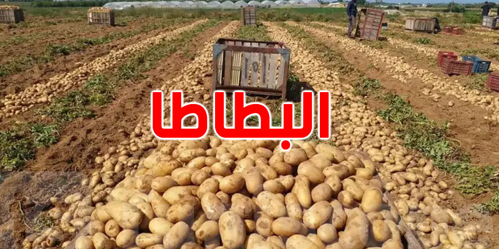 مديرة التجارة الداخلية: نستهلك شهريا 30 ألف طن من البطاطا