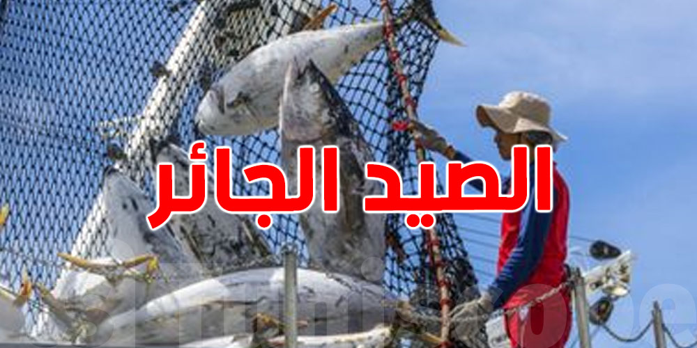 تحذيرات من إبادة الحياة البحرية في تونس: الصيد الجائر يهدد التنوع البيولوجي