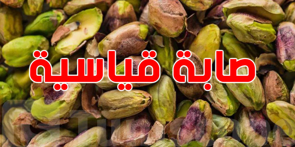 قفصة: صابة قياسية من الفستق هذا الموسم