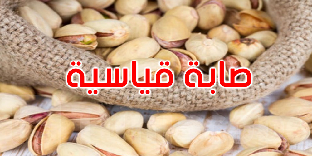 القصرين: صابة قياسية وغير مسبوقة من الفستق