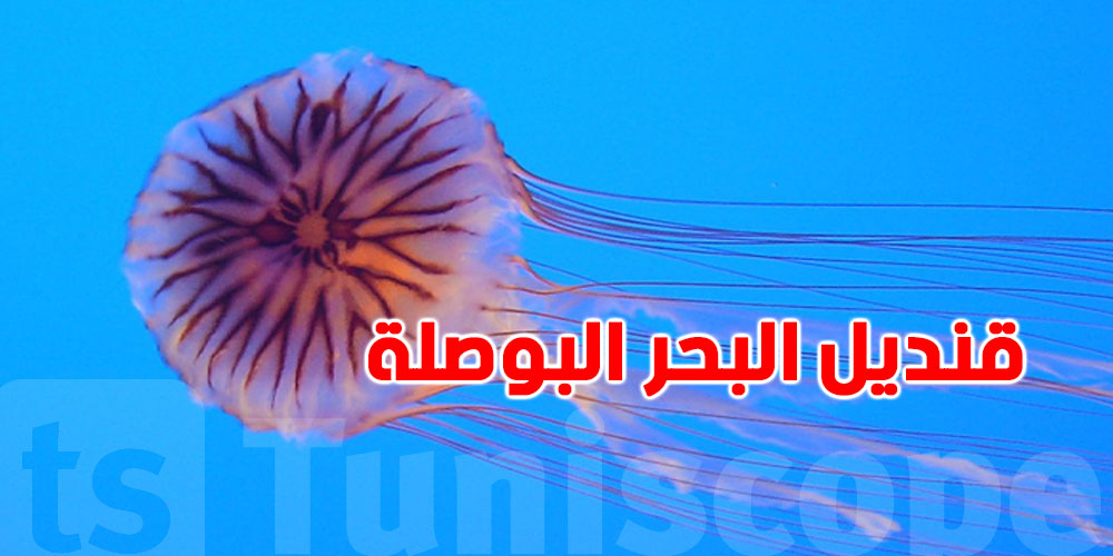 بعد رجل الحرب البرتغالي....قنديل'' “غريب'” يظهر في شواطئ تونس… شوف شنوا الحكاية