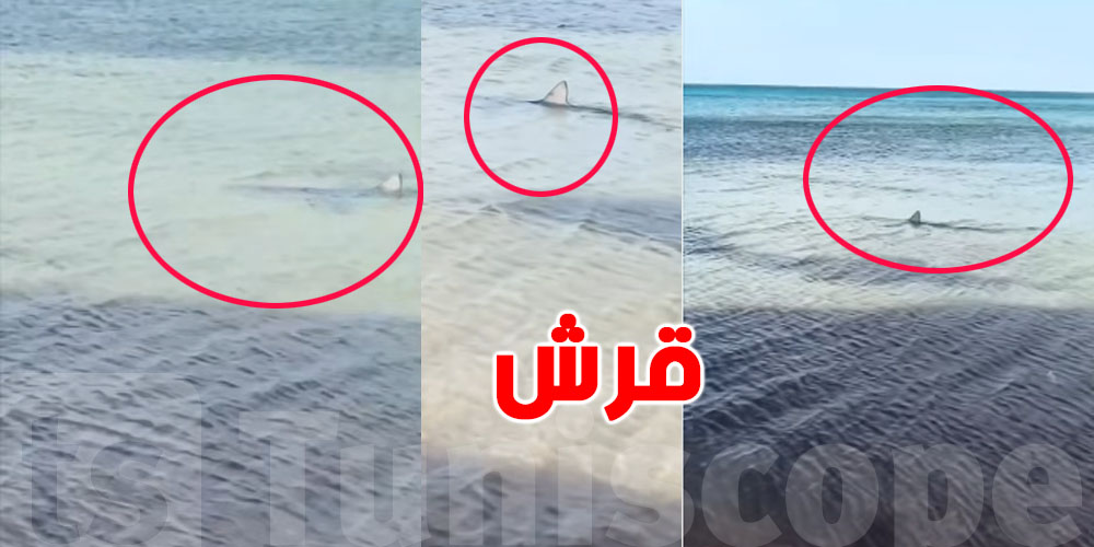 للتوانسة: بحر منزل تميم آمن...هذه حقيقة القرش الي ظهر