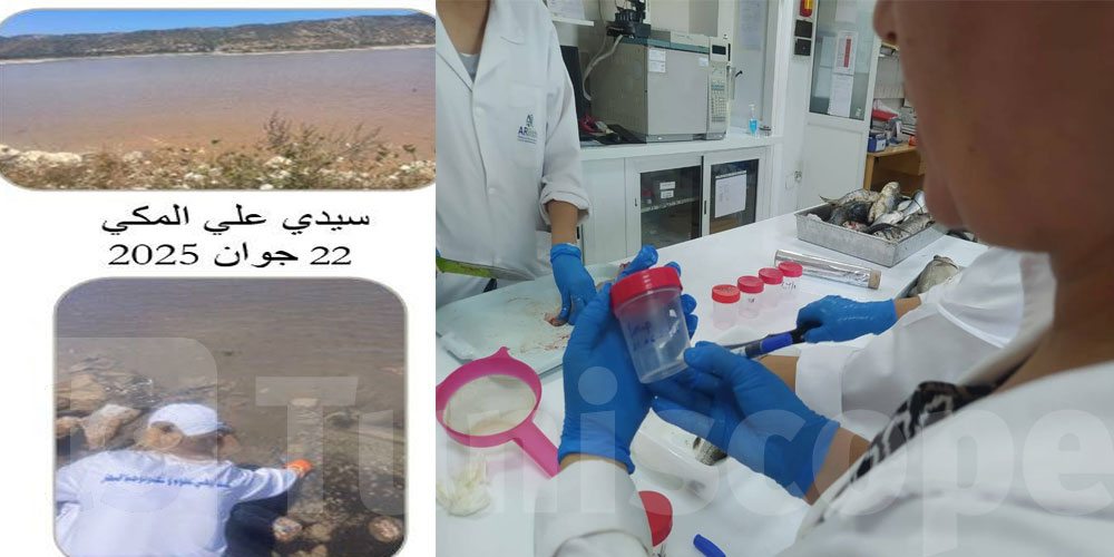 تكاثر الطحالب بسيدي علي المكي وتغير لون مياه البحر بغار الملح: الأسباب