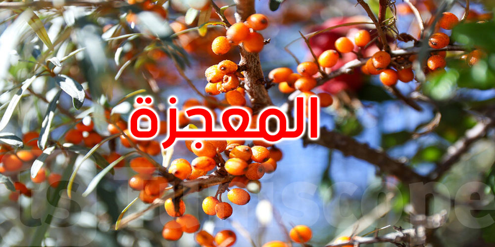 ‘المعجزة السيبيرية’.. ثمرة صغيرة تحارب 3 أمراض قاتلة وتكافح التجاعيد