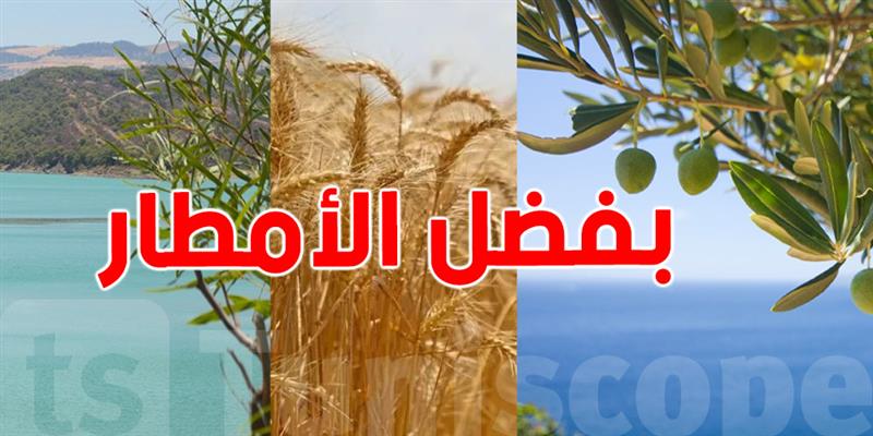 تعزيز مخزون السدود وتحسين موسم الحبوب والزيتون في تونس بفضل الأمطار الأخيرة